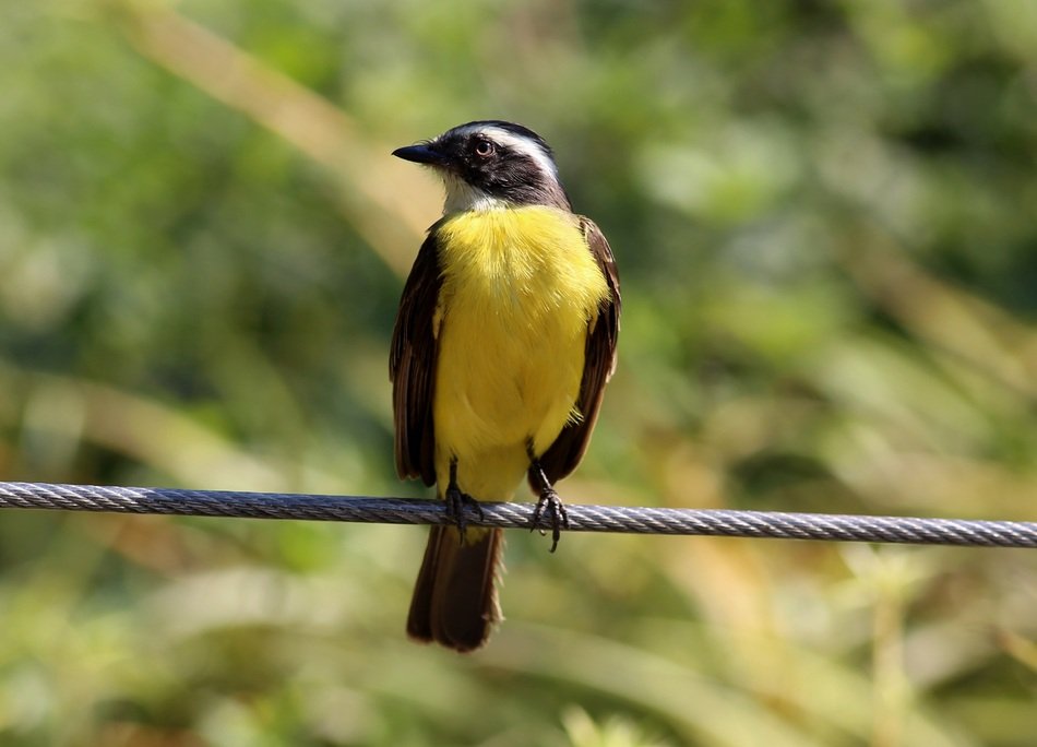 Perched bird with yellow breast free image download