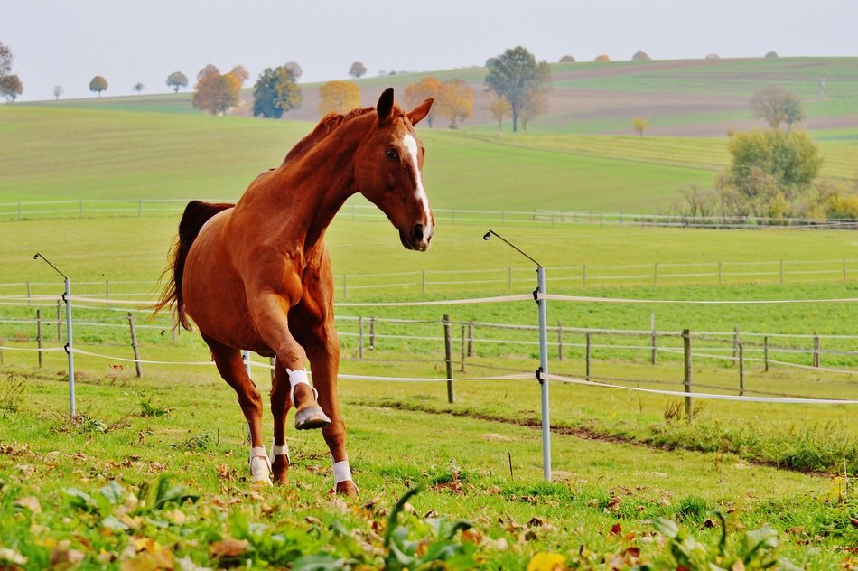 Galloping farm horse free image download