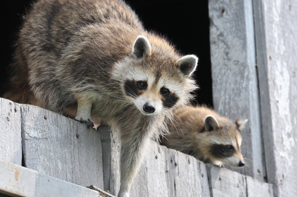 Two raccoons climb over the fence free image download