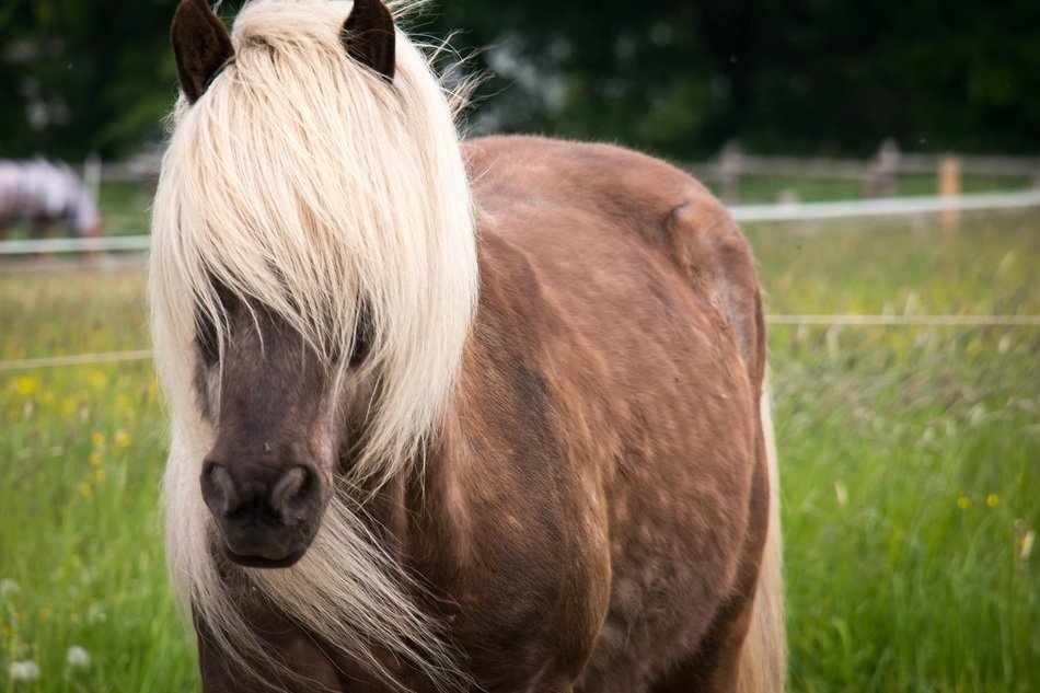Stallion with a white mane free image download