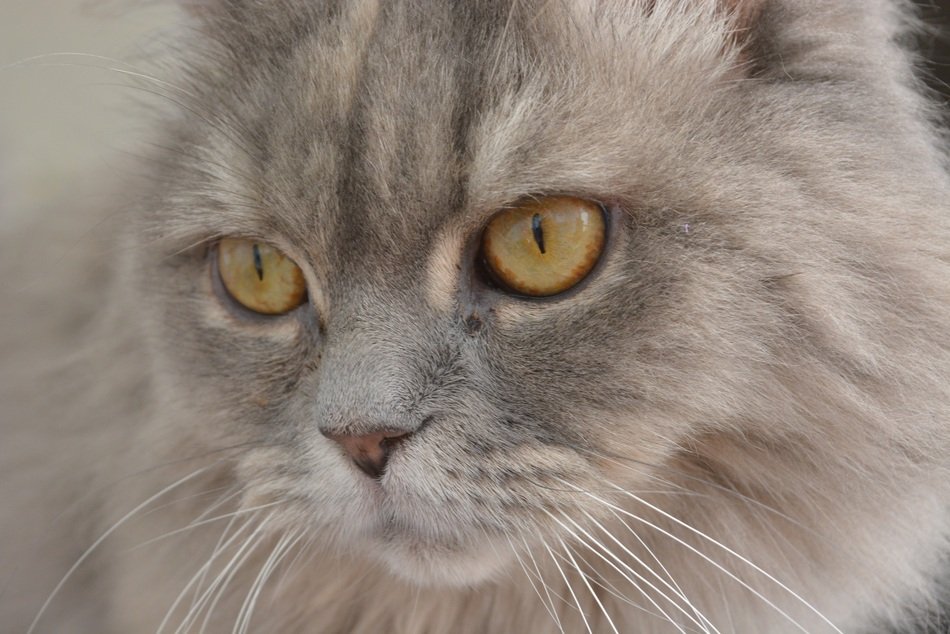 Gray fluffy cat closeup free image download