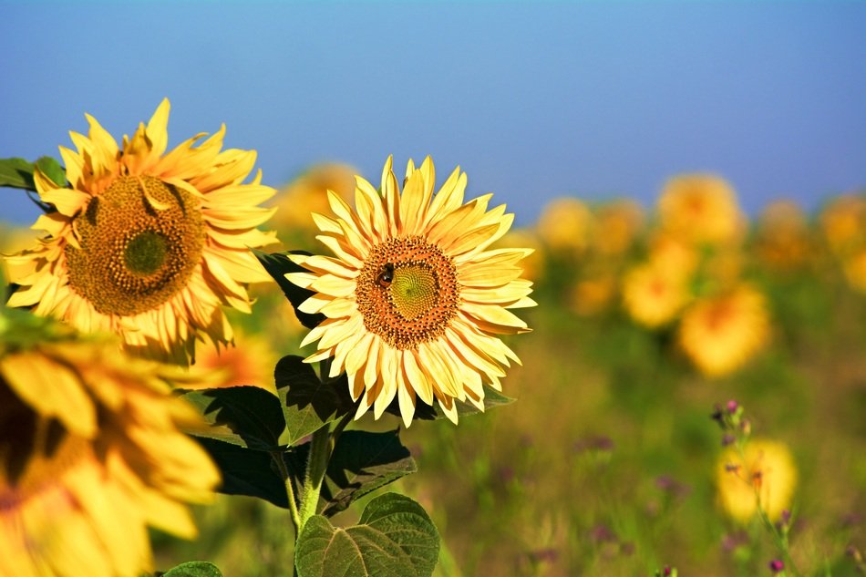 Flowering sunflowers on summer field free image download