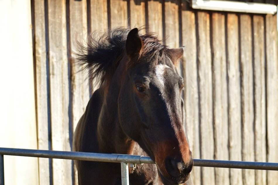 Young horse in the stable free image download