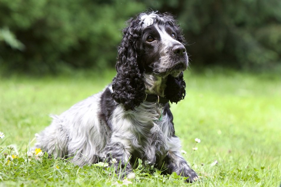 Good Dog Cocker Spaniel free image download