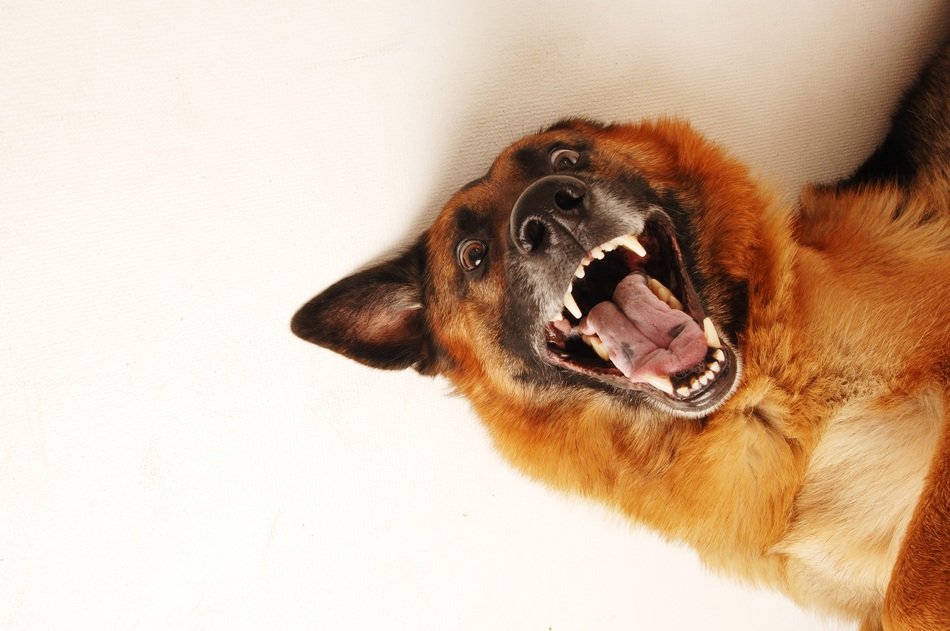 Funny dog opened its mouth free image download