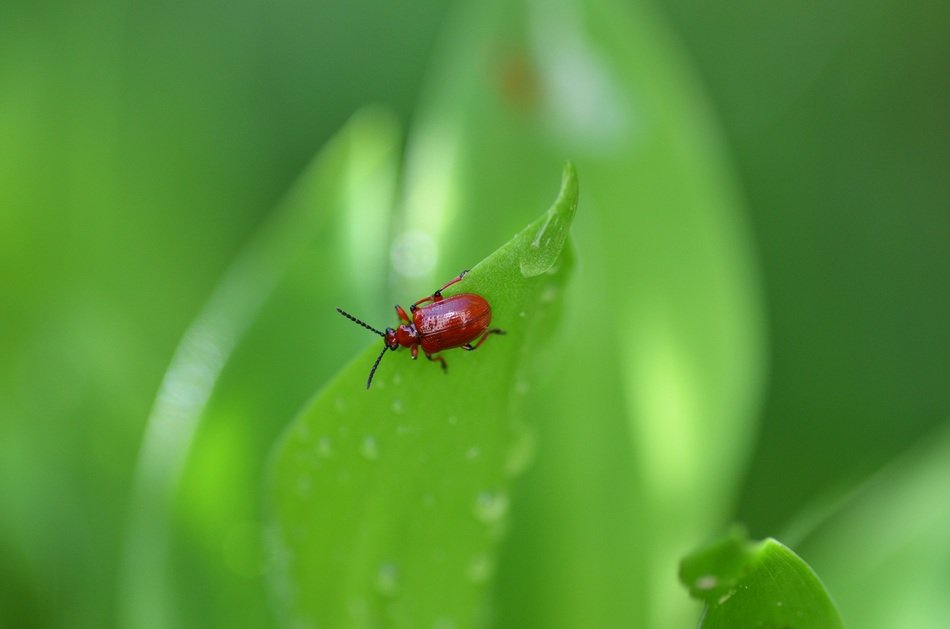 Lily Beetle on green leaf free image download
