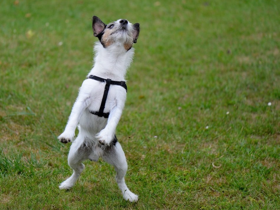 Dog Funny Jump free image download