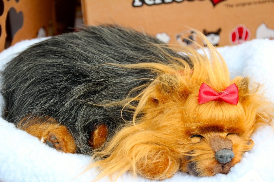 Charming Fabric Dog Toys free image download