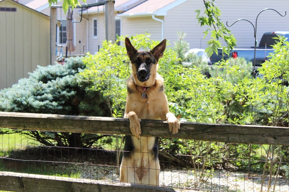 German Shepherd on fence free image download