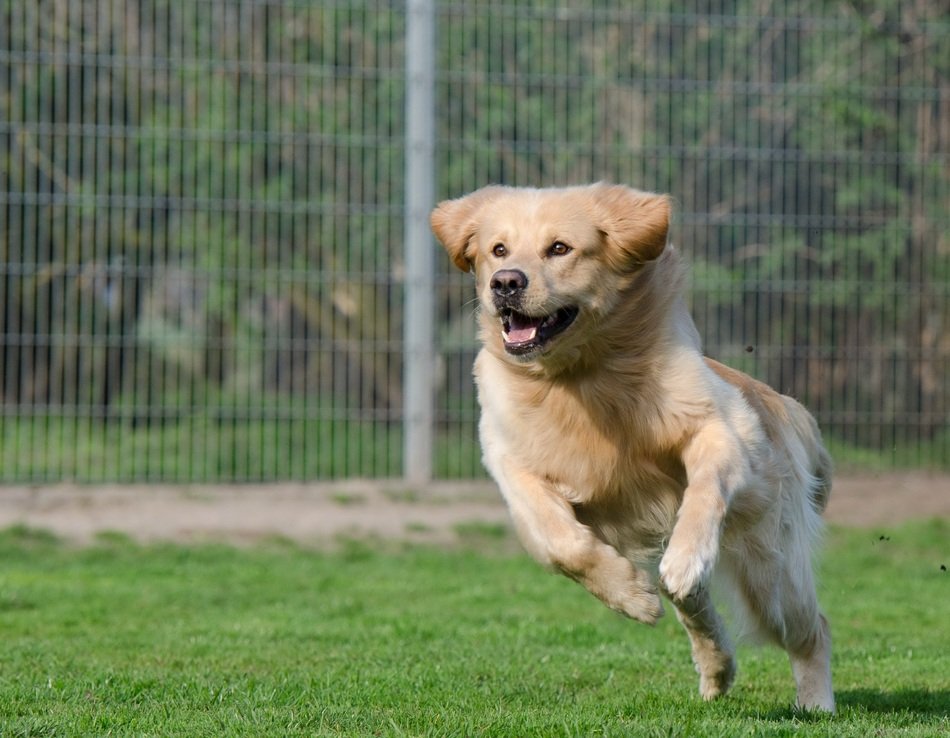 Running Dog, Long Coat golden Retriever free image download