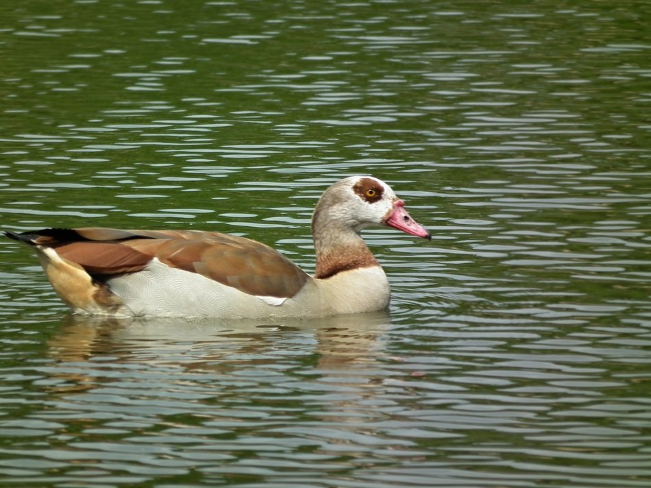 Egyptian goose in the water free image download