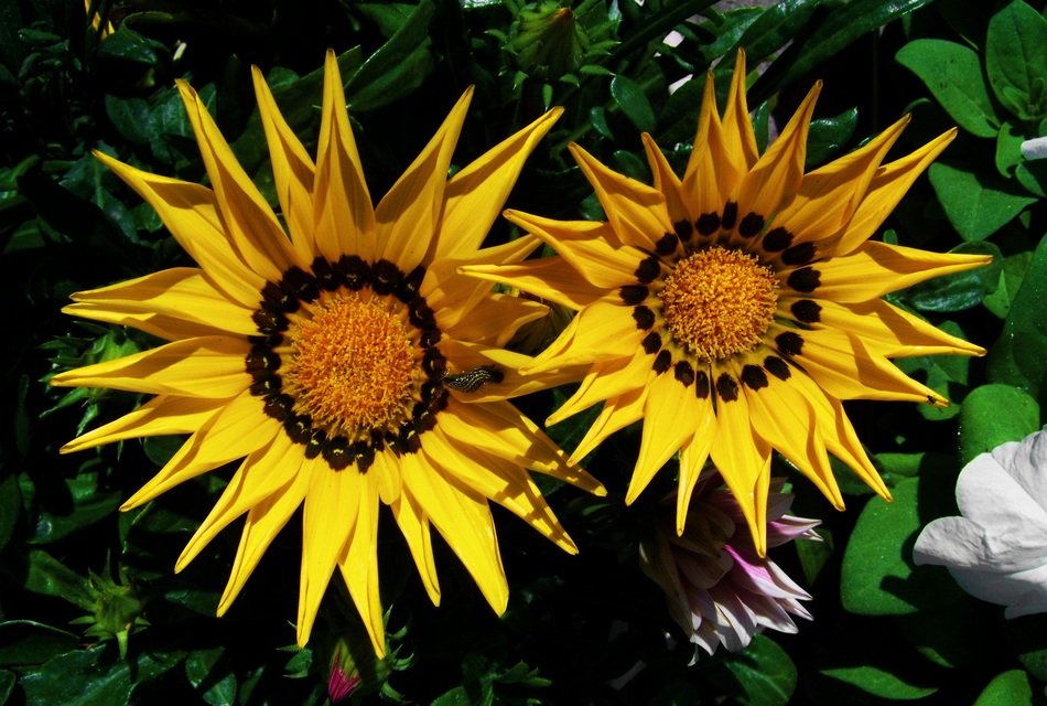 Yellow Caterpillar flower free image download