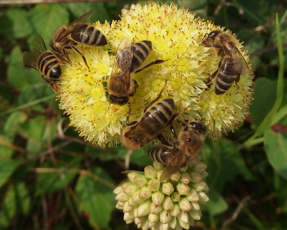 Honey Bees on yellow flower free image download
