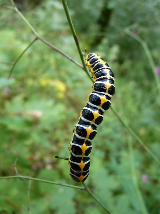 Black yellow caterpillar free image download