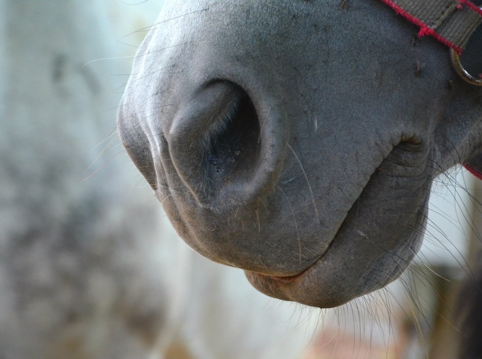 Horse nose close up free image download