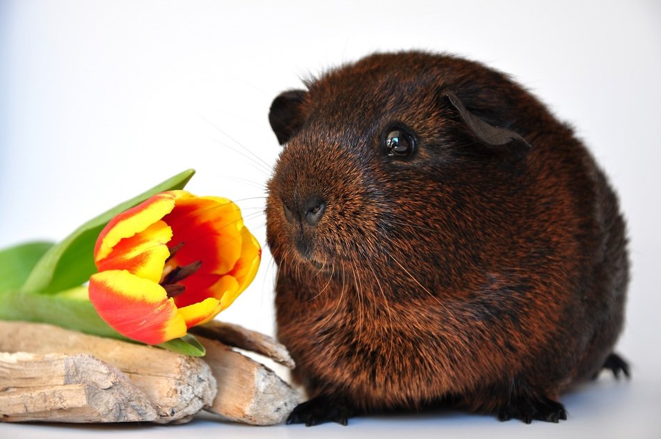 Brown guinea pig and tulip free image download
