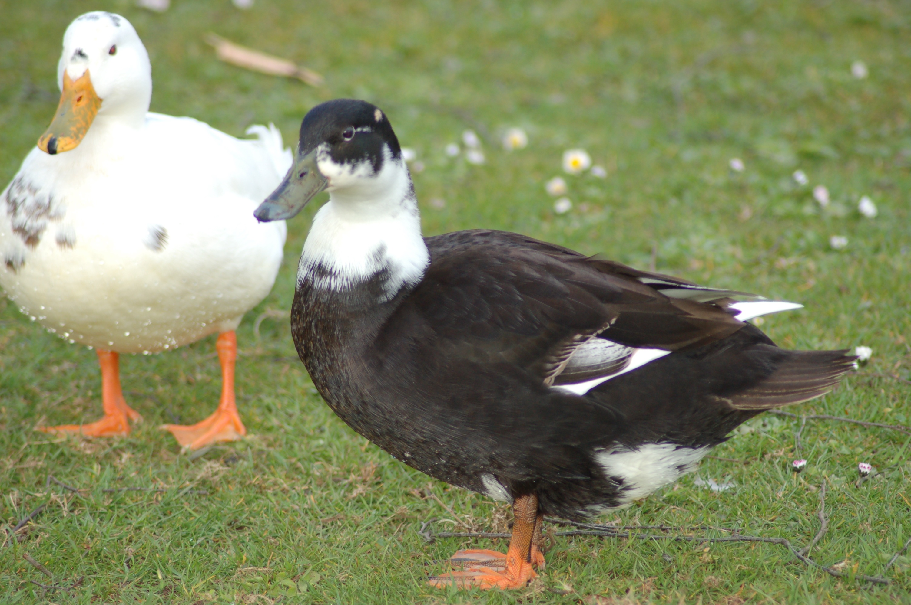 Black and white ducks free image download