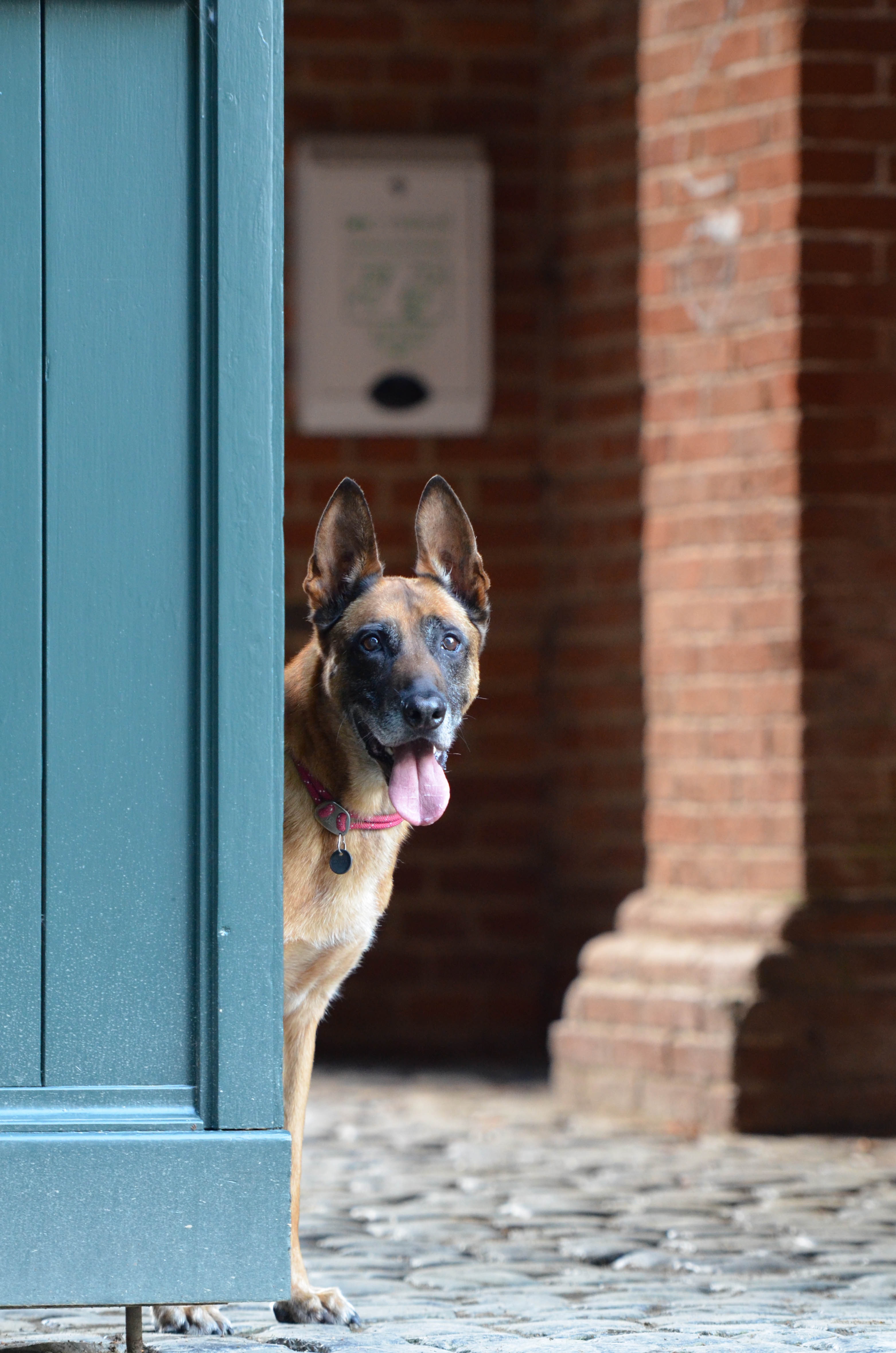 Belgian shepherd dog behind the door free image download