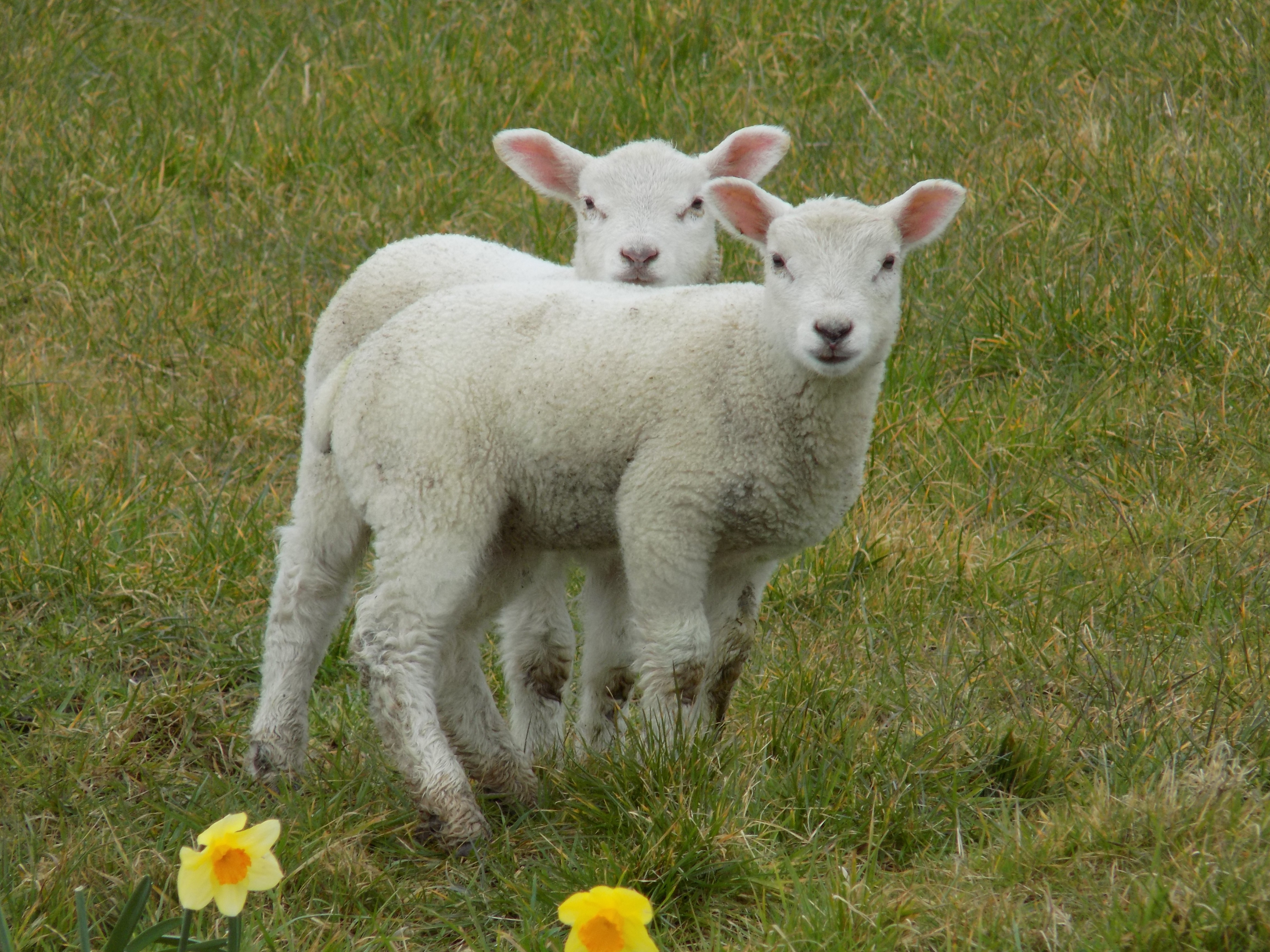 Cute two lambs in spring free image
