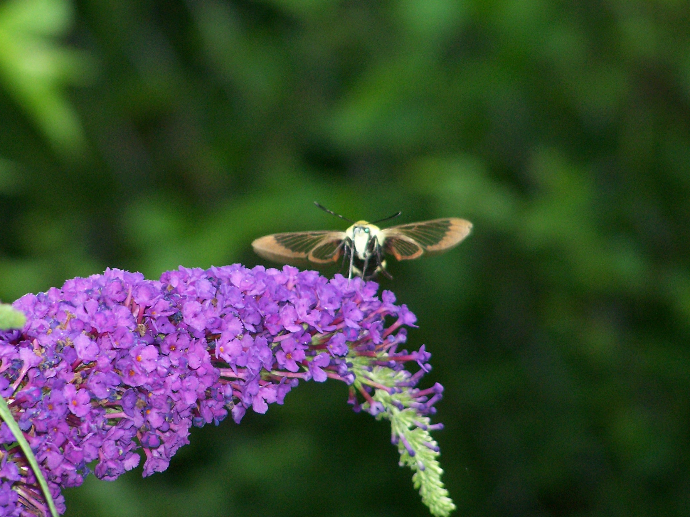 Hummingbird hawk Moth at flower free image download