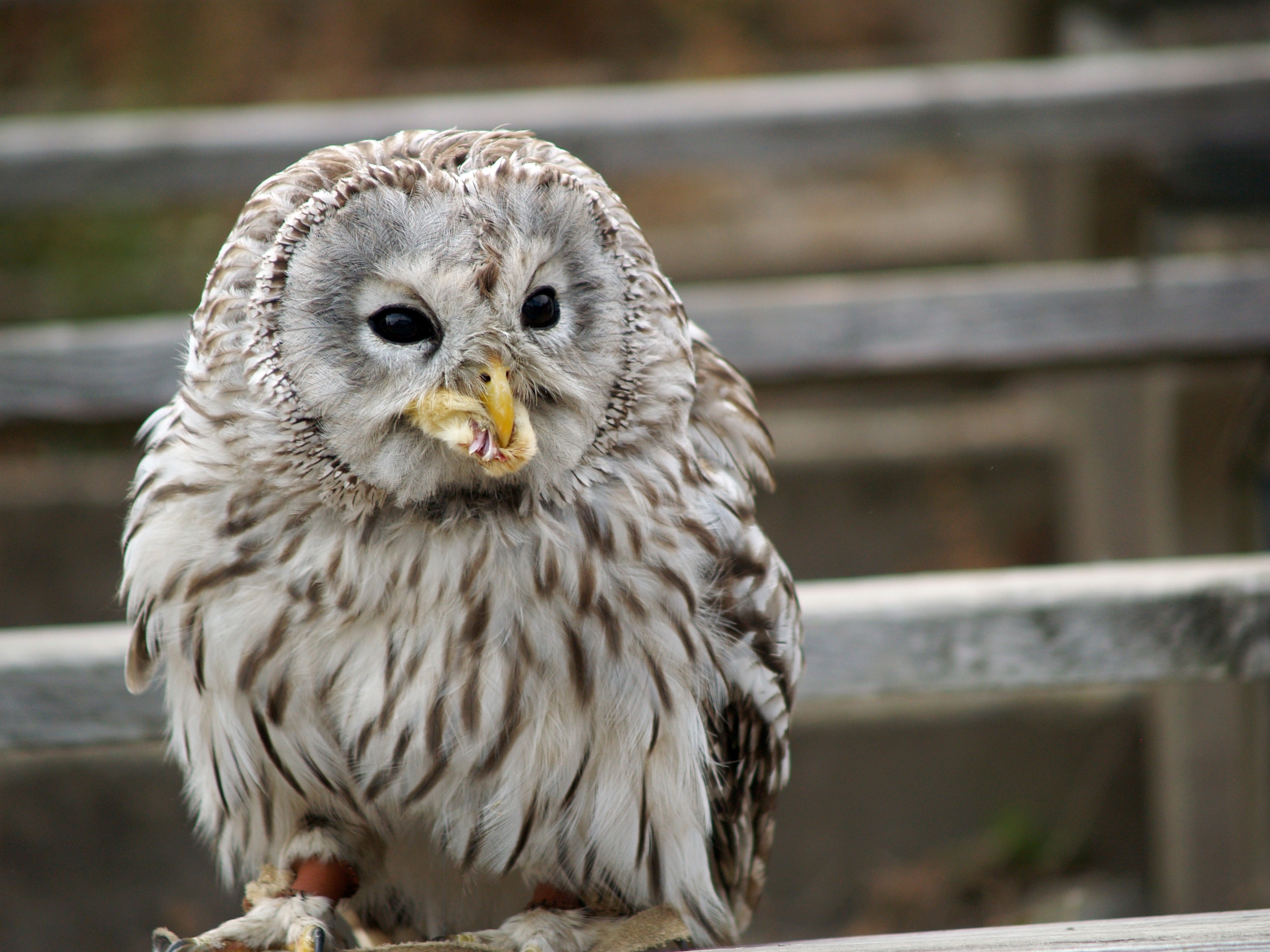Owl eats its prey free image download