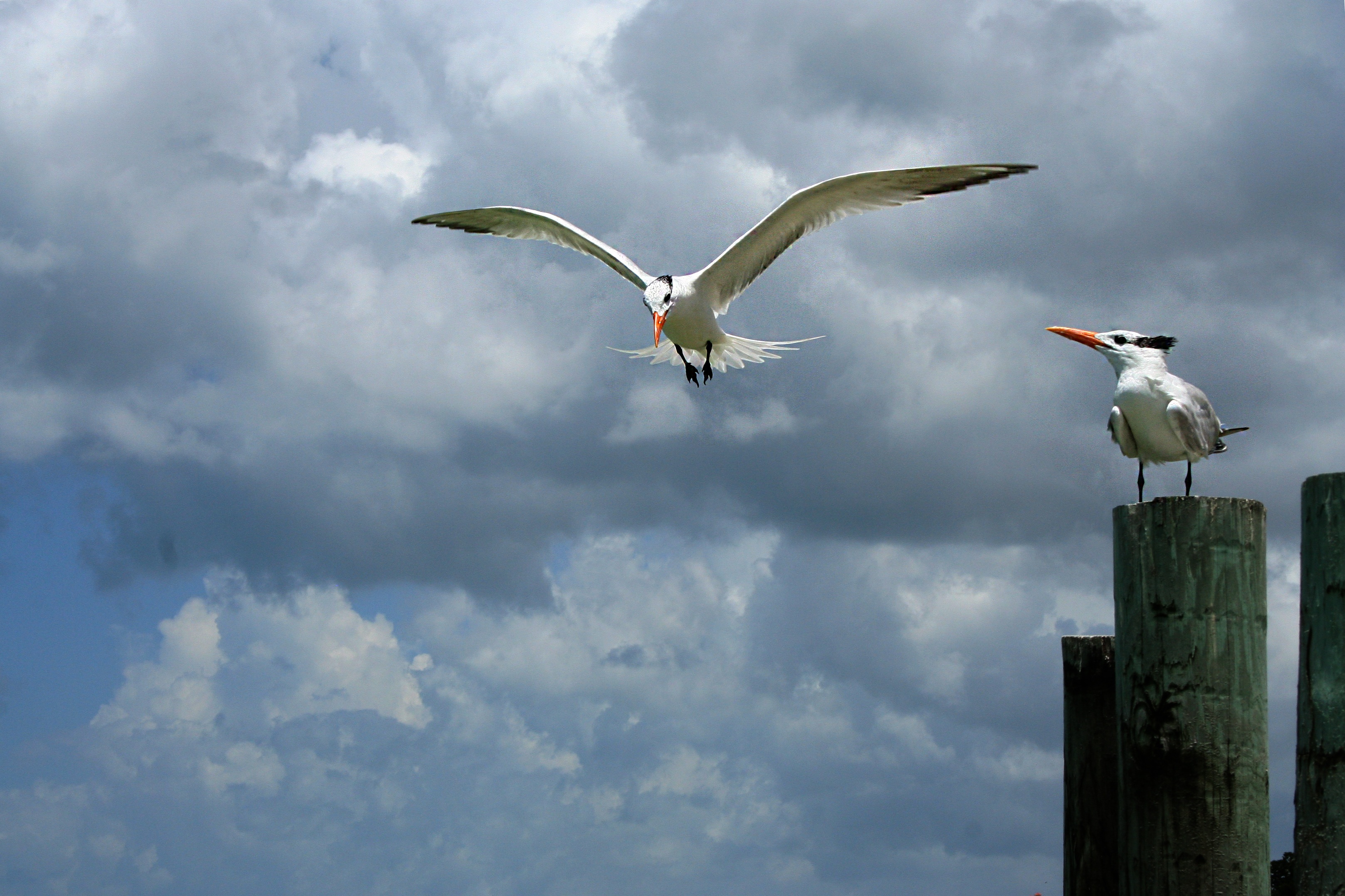 Herring gull or western gull free image download