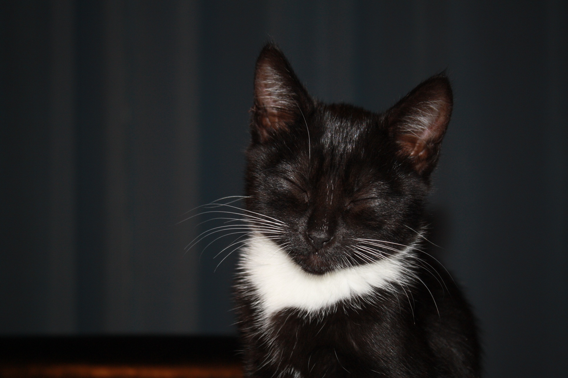 Black and white cat with closed eyes free image download