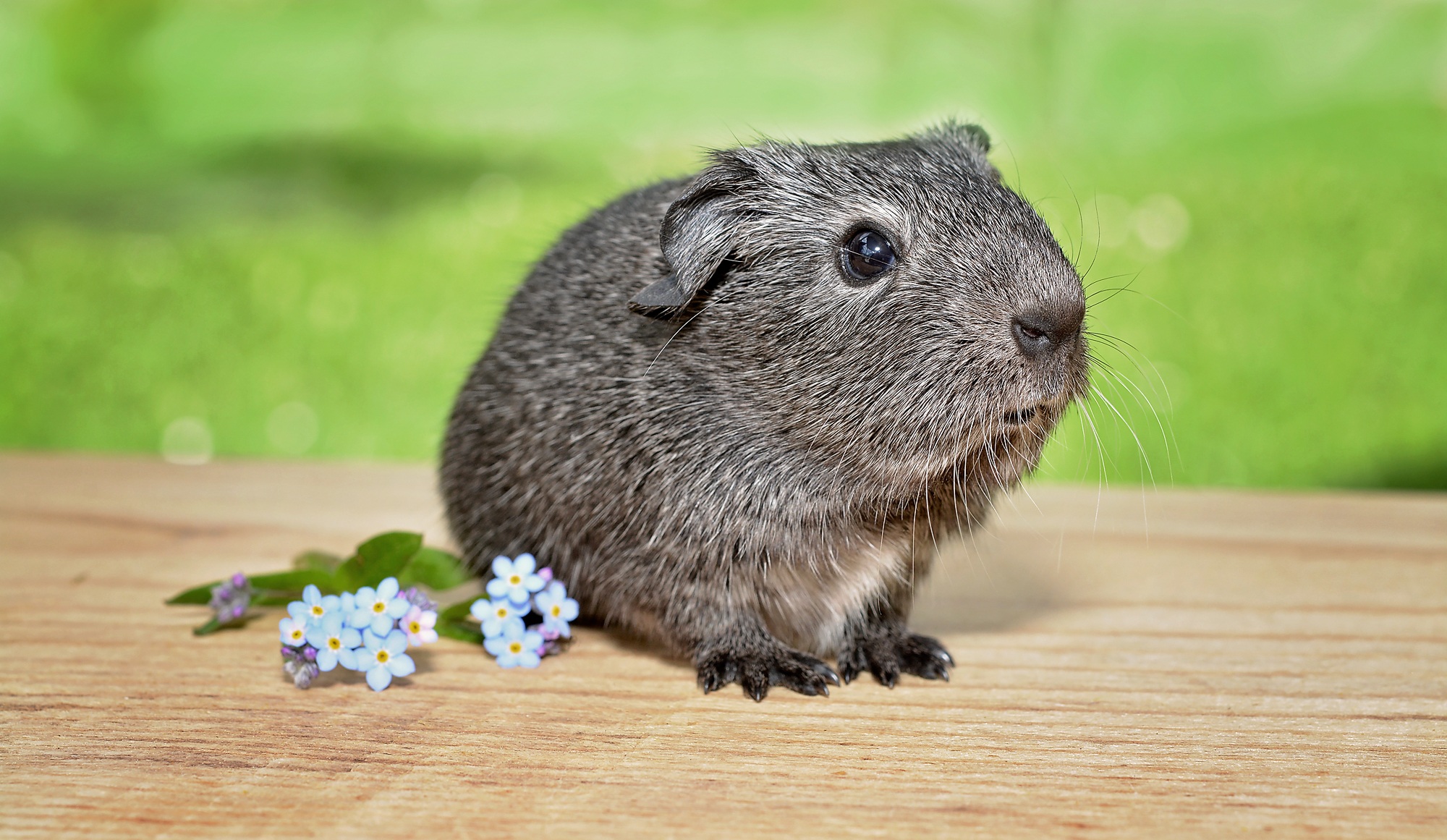 Silver guinea pig and cornflowers free image download