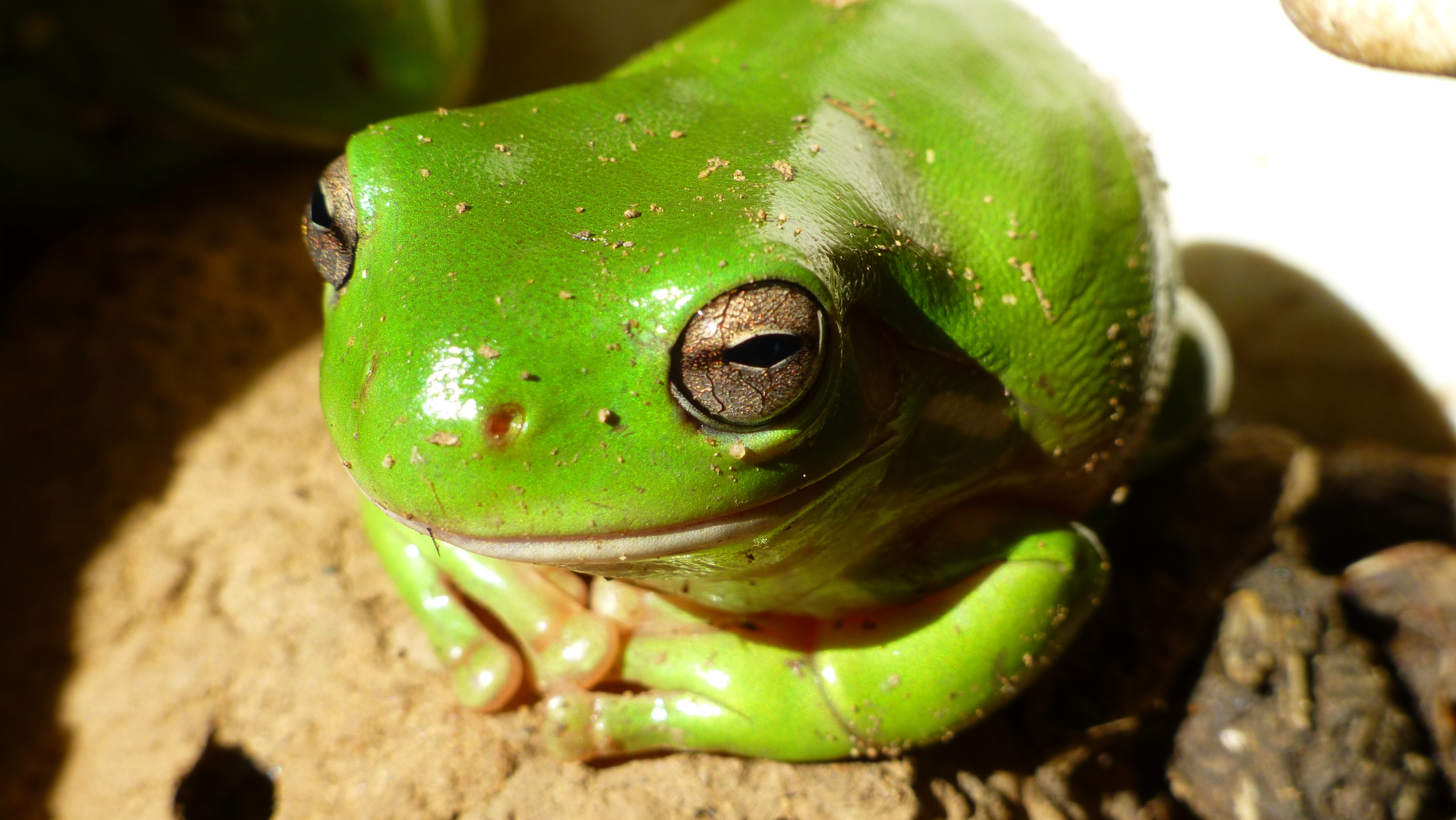 Green Frog in Australia free image download