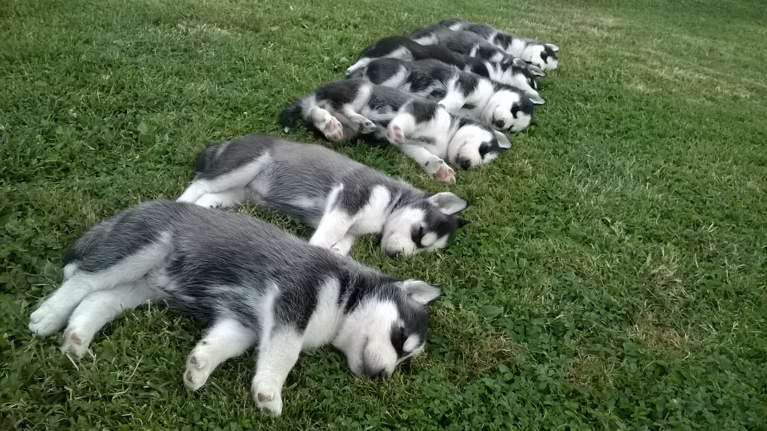 Husky puppies sleep on the lawn free image download