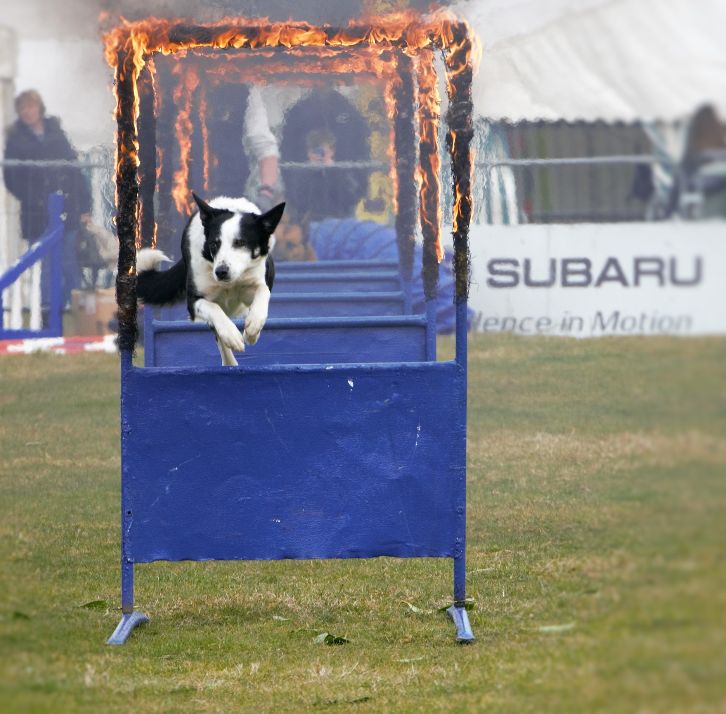 Brave sheep dog jumps through fire at competitions free image download