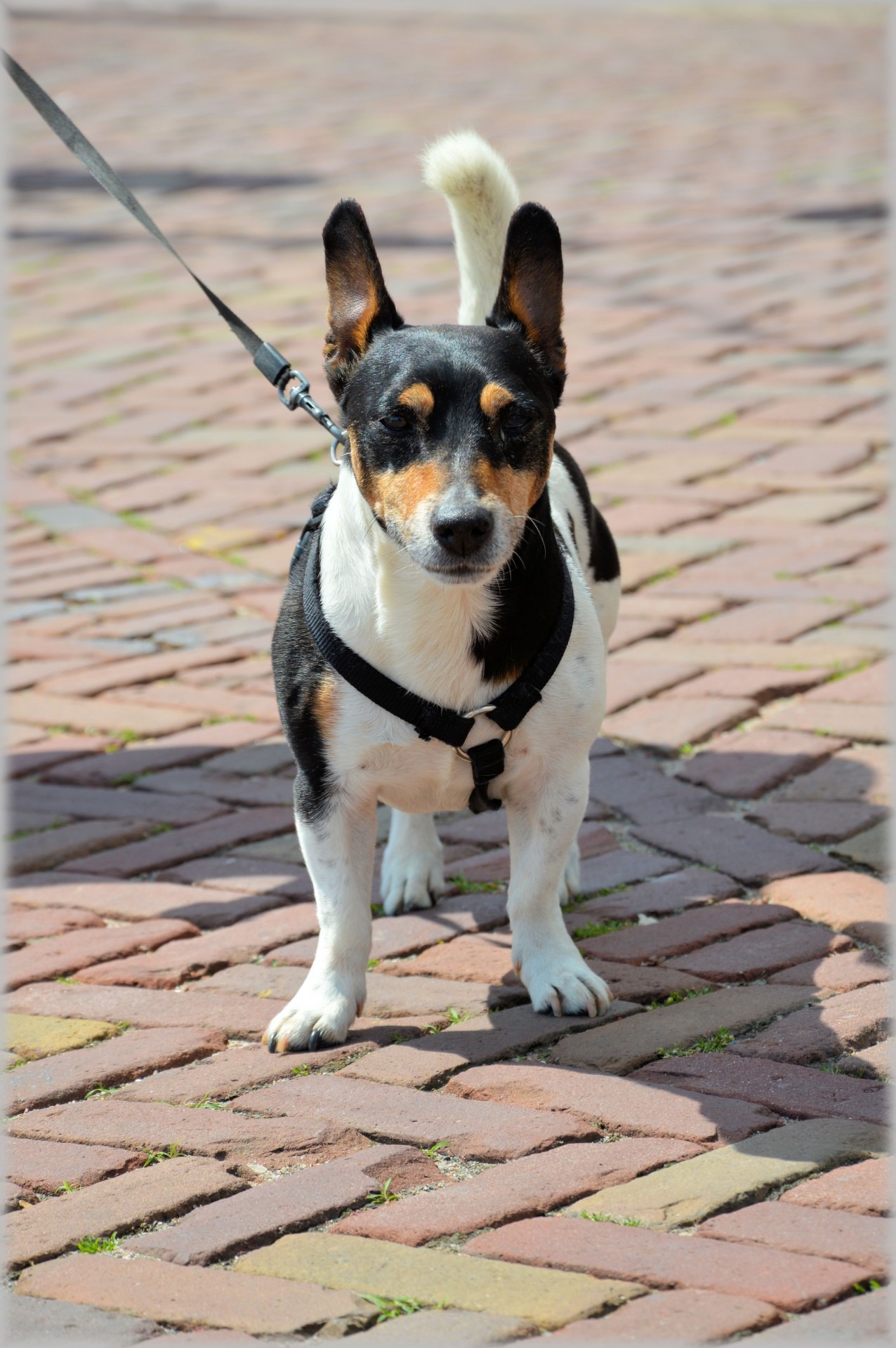 Jack Russell Terrier Hunting dog breed free image download