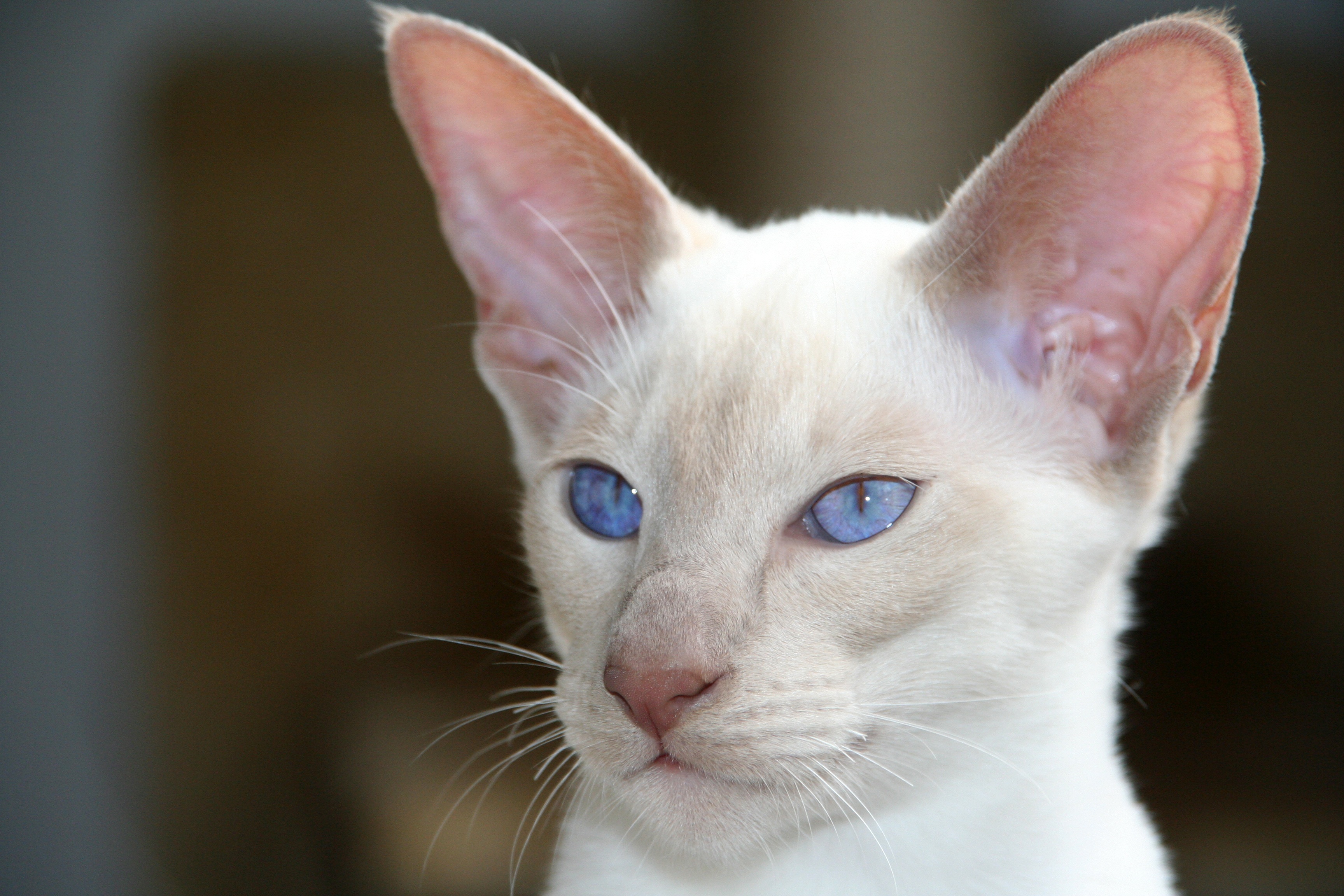 White siamese cat with blue eyes and big ears free image download
