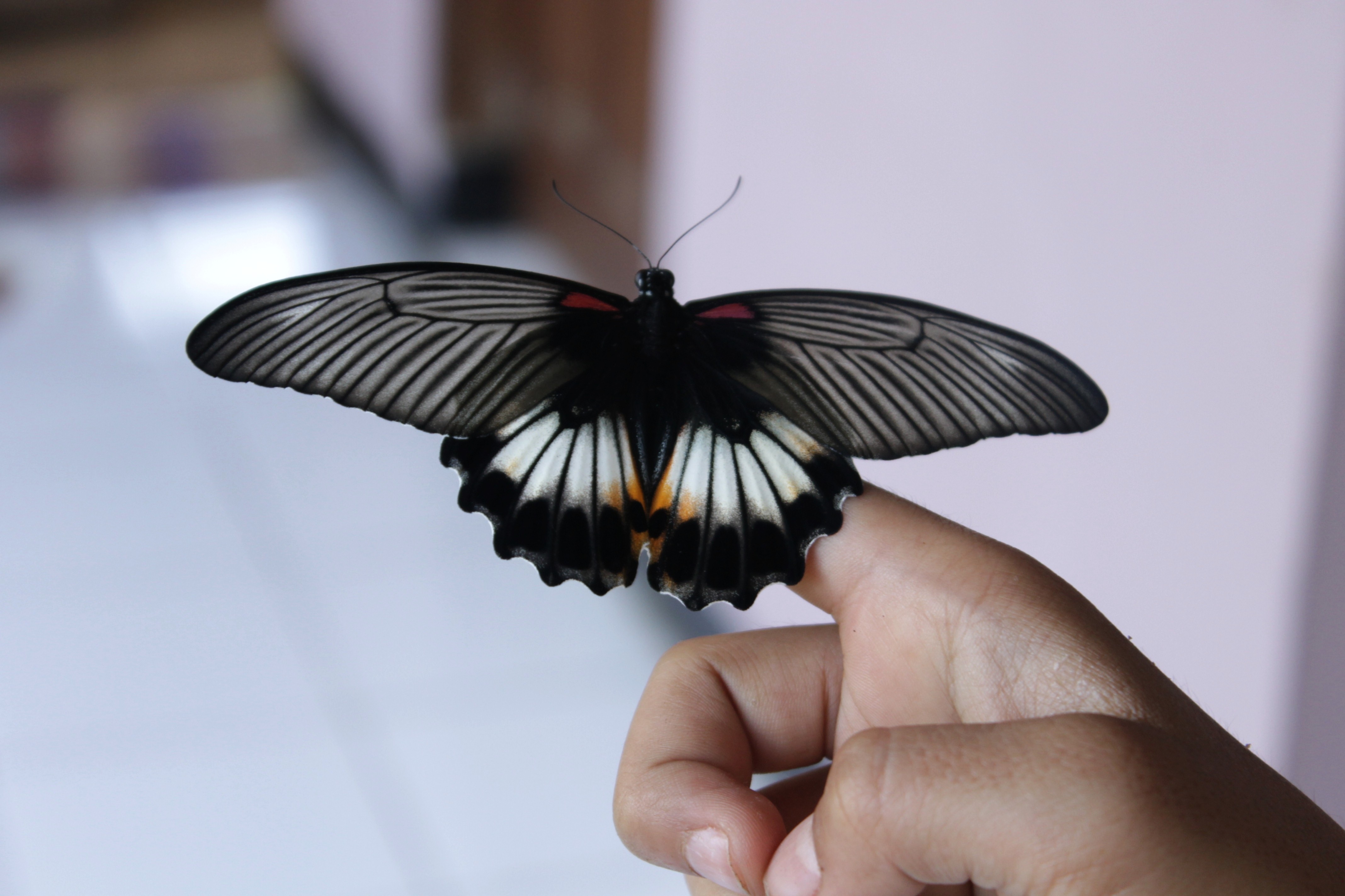 Black and white butterfly free image download