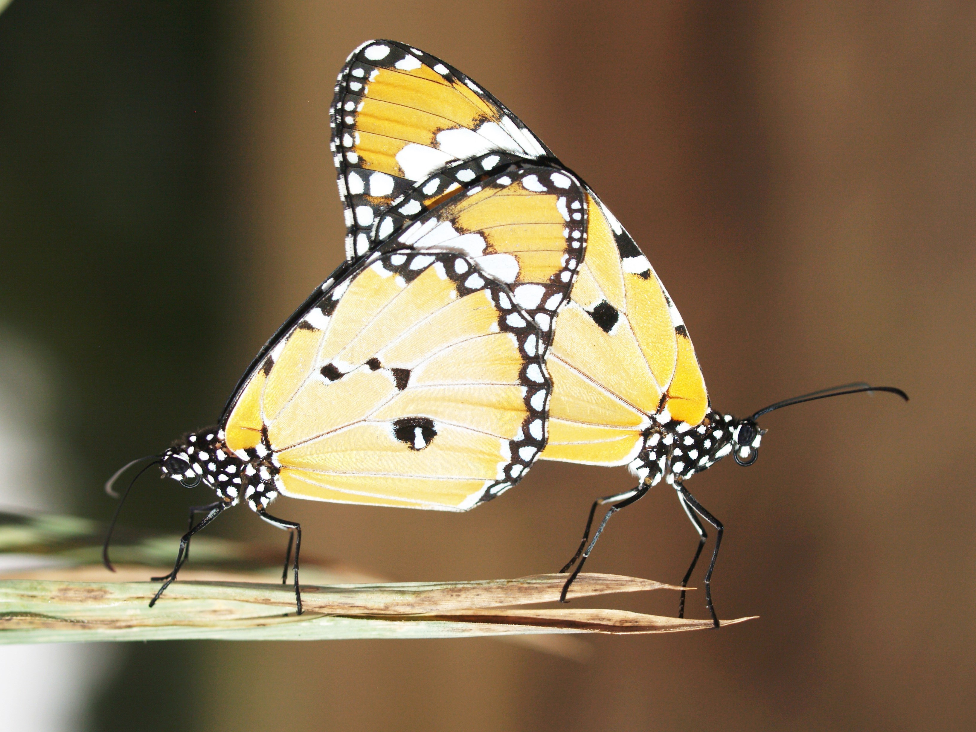 Two yellow butterflies on a leaf close up free image download