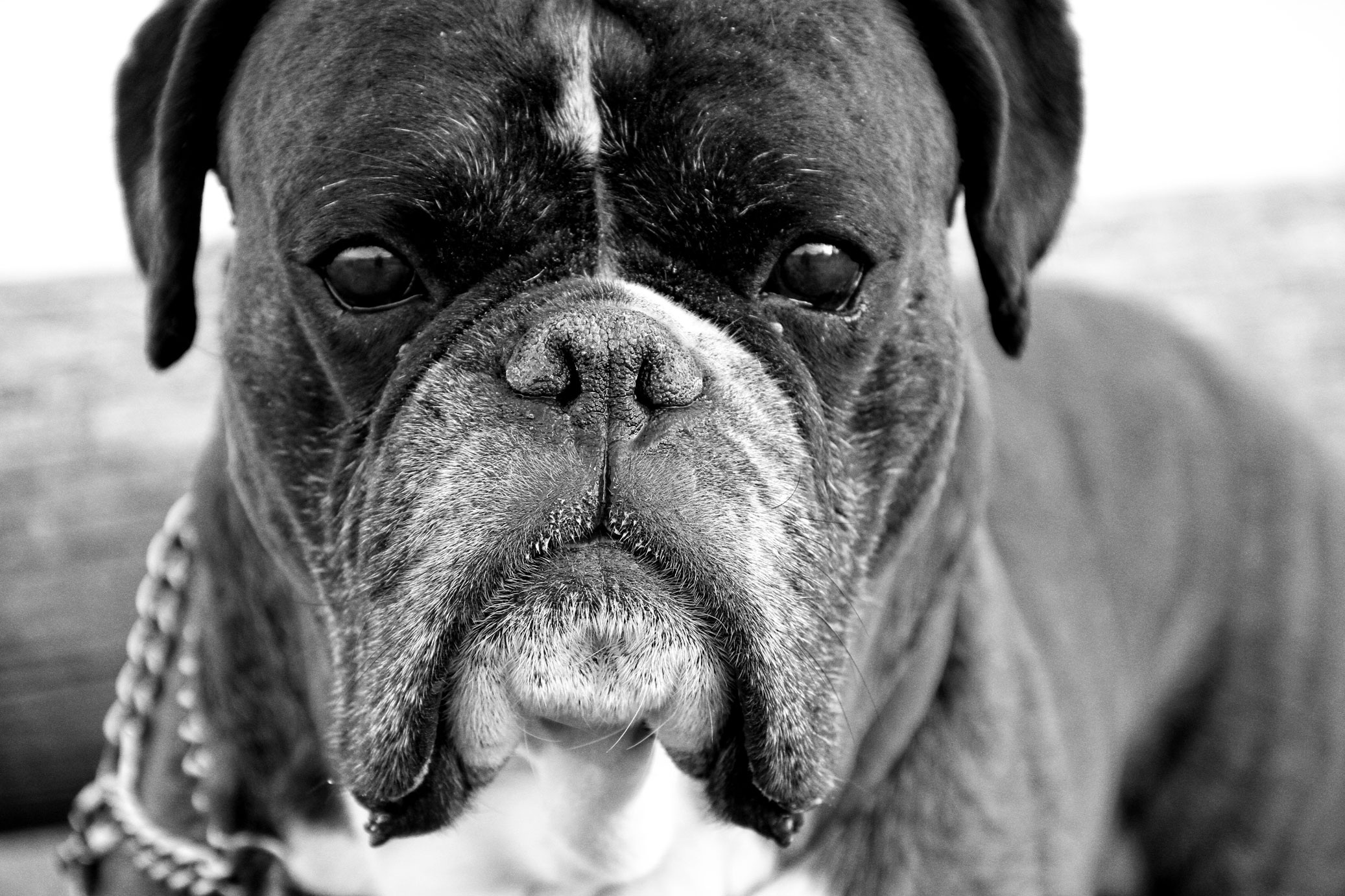 Black and white portrait of a boxer dog free image download