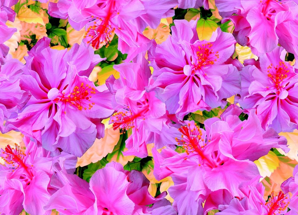 Pink and red flowers free image download