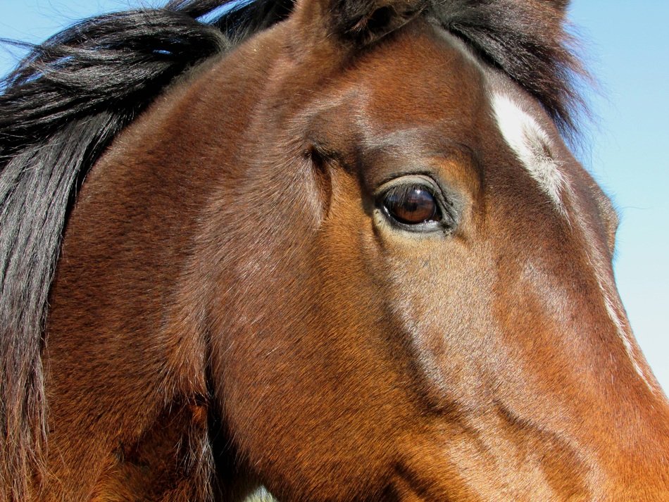 Horse head side view free image download