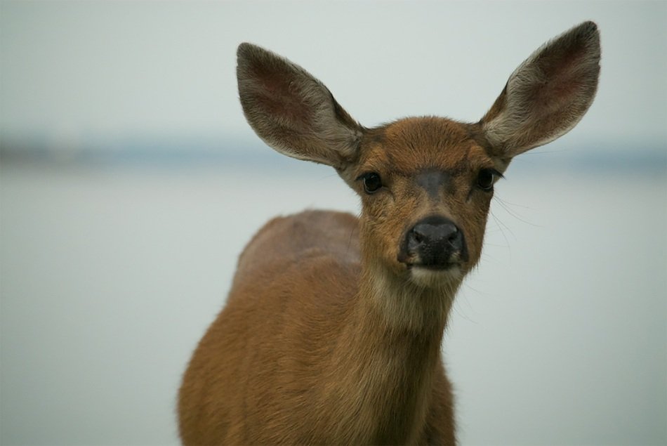 Deer with big ears free image download