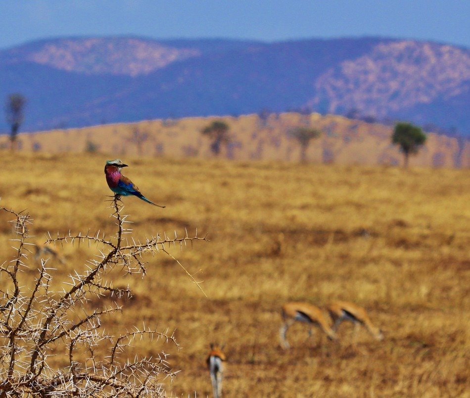 Wild bird in Tanzania free image download