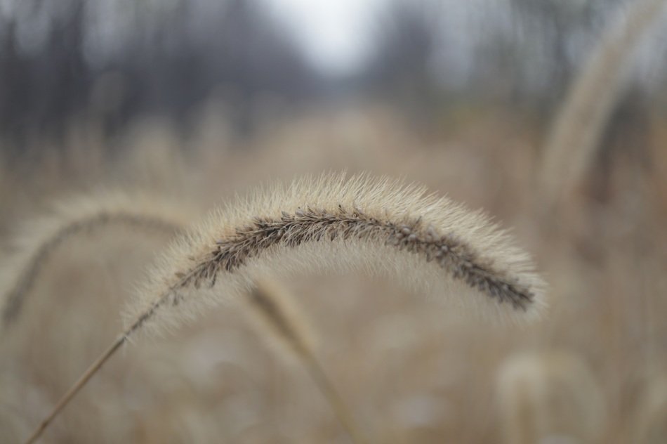 Dog's tail grass, seeds close up free image download
