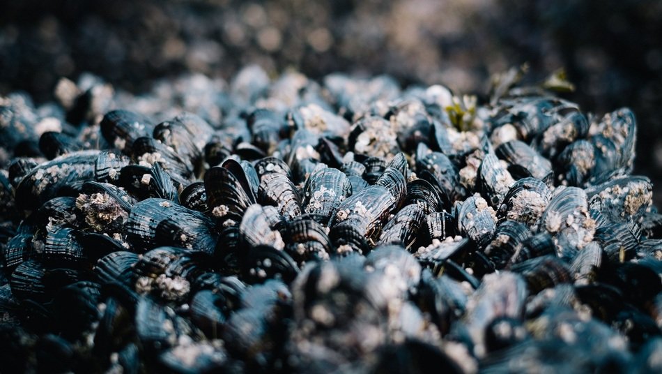 Many black mussels closeup free image download