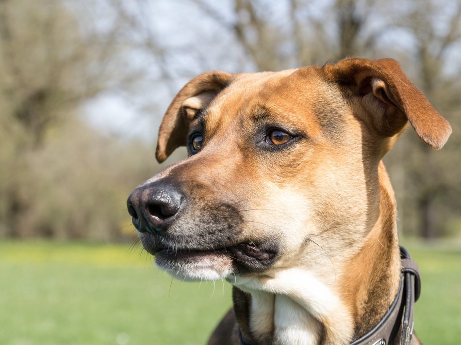 Portrait of doggy free image download