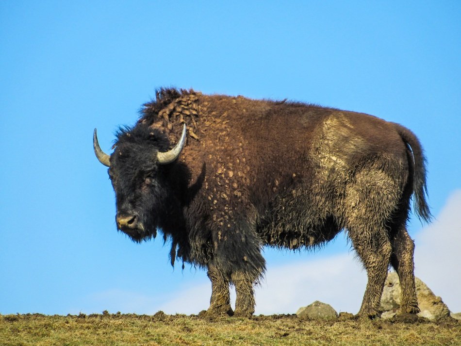 Wild buffalo on the hill free image download