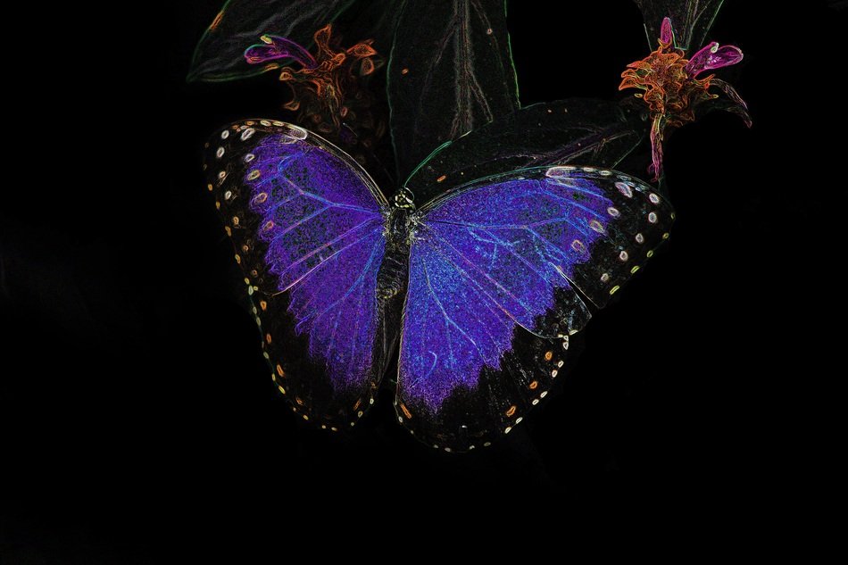 Colorful blue morpho butterfly free image download