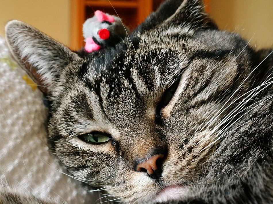 Cat sleeps with a toy on its head free image download