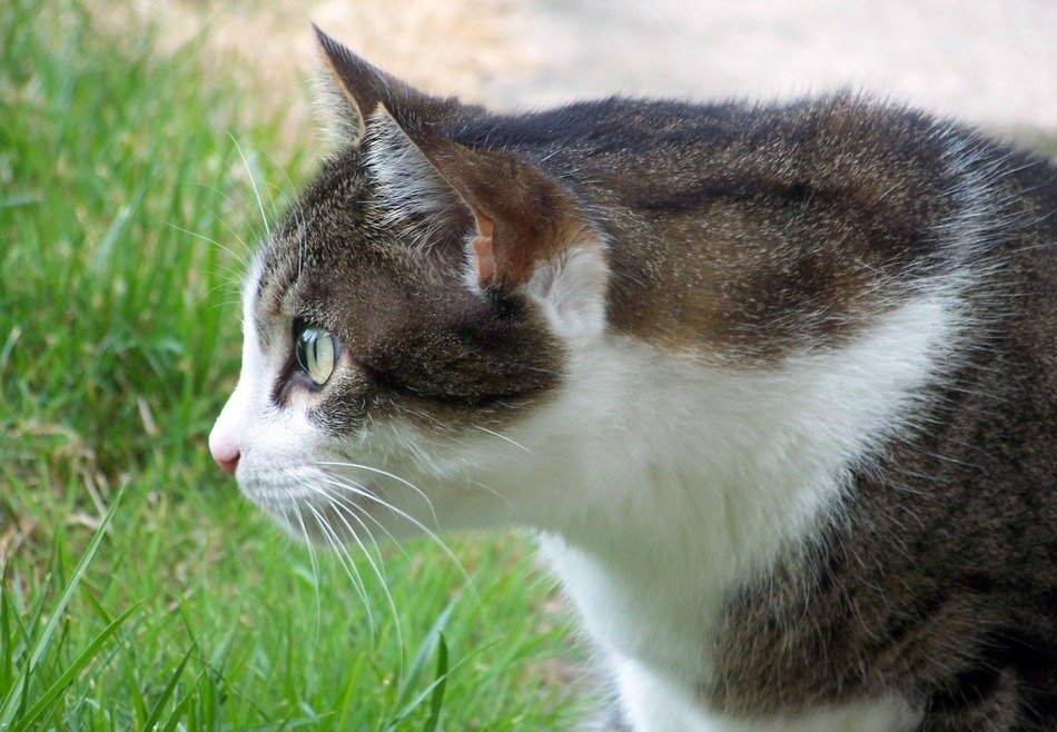 Creeping domestic cat free image download