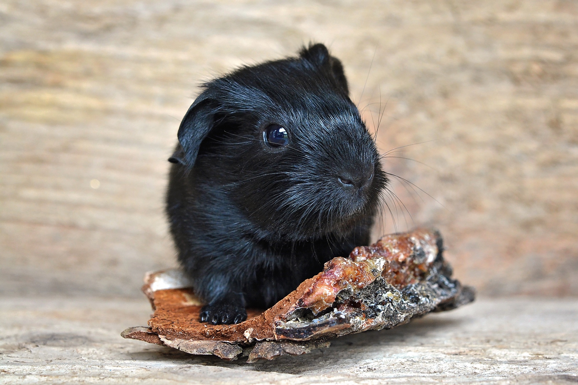 Black guinea pig on tree bark free image download