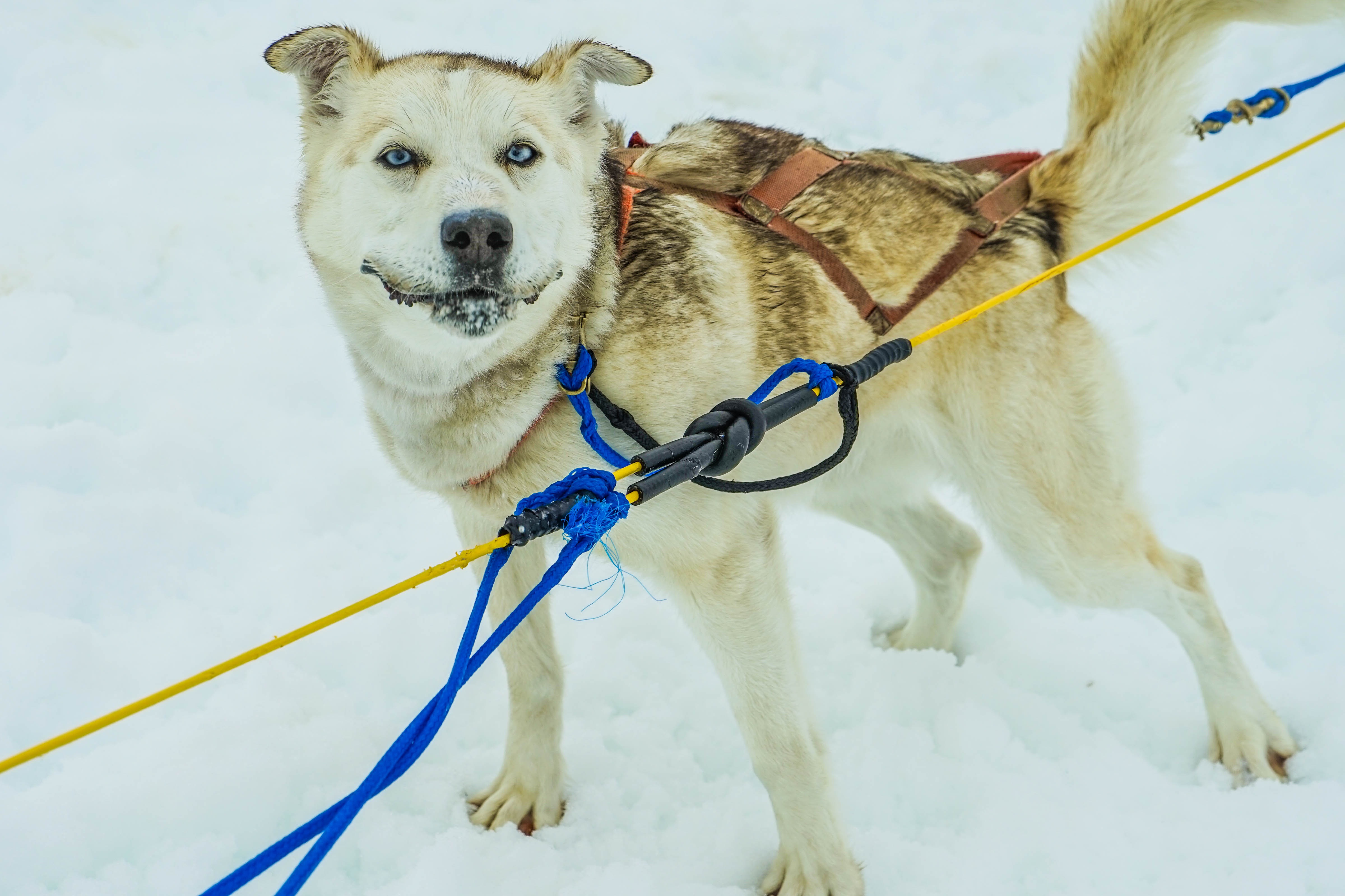 Snow Alaska Dogs free image download