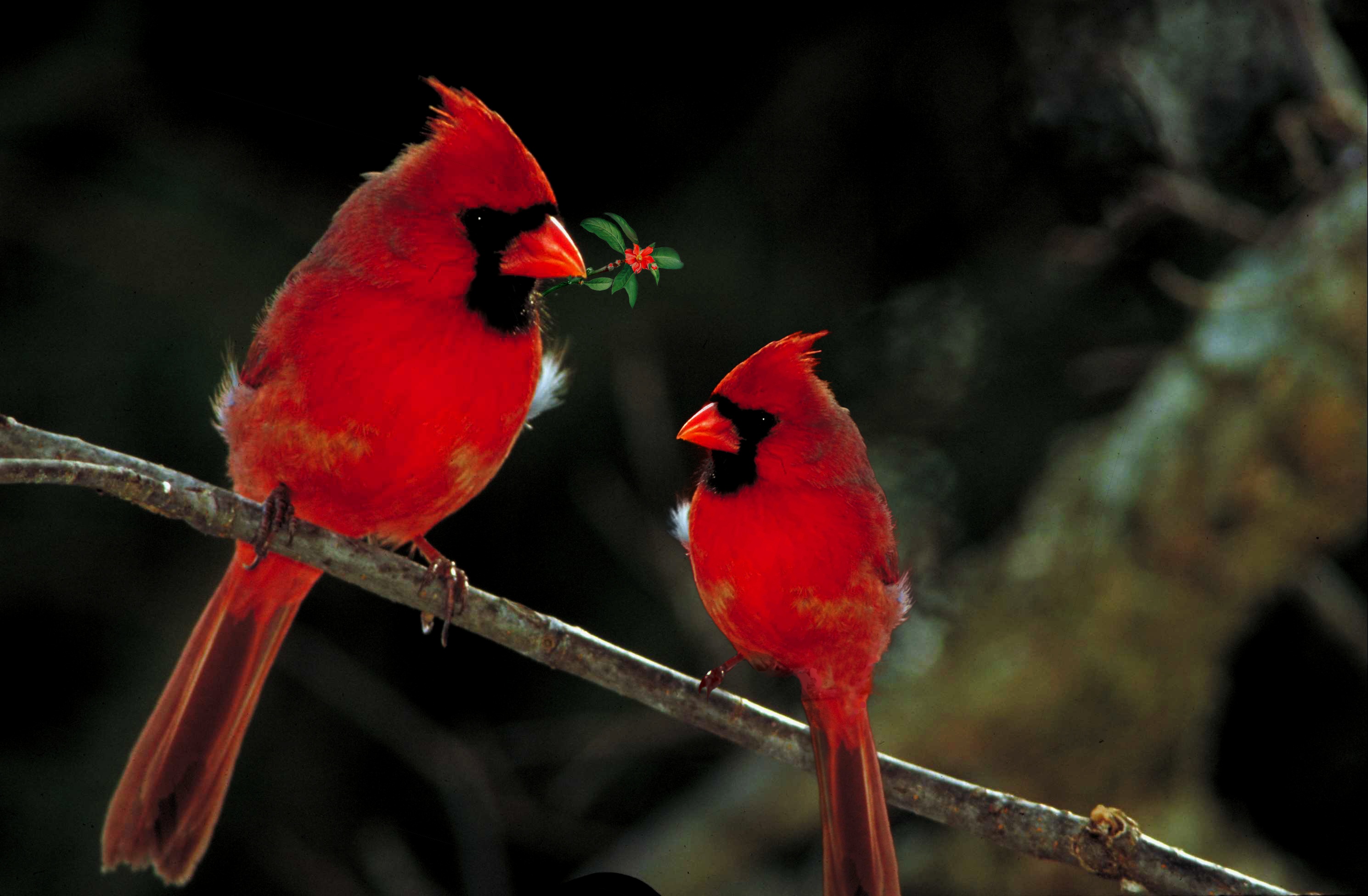 Red Cardinals Birds free image download